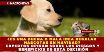 ¿ES UNA BUENA O MALA IDEA REGALAR MASCOTAS EN NAVIDAD? EXPERTOS OPINAN SOBRE LOS RIESGOS Y BENEFICIOS DE ESTA DECISIÓN
