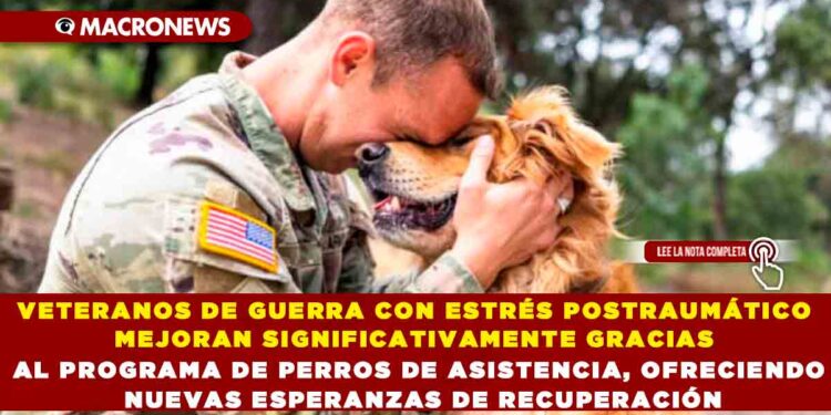 VETERANOS DE GUERRA CON ESTRÉS POSTRAUMÁTICO MEJORAN SIGNIFICATIVAMENTE GRACIAS AL PROGRAMA DE PERROS DE ASISTENCIA, OFRECIENDO NUEVAS ESPERANZAS DE RECUPERACIÓN