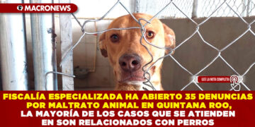 FISCALÍA ESPECIALIZADA HA ABIERTO 35 DENUNCIAS POR MALTRATO ANIMAL EN QUINTANA ROO, LA MAYORÍA DE LOS CASOS QUE SE ATIENDEN EN SON RELACIONADOS CON PERROS