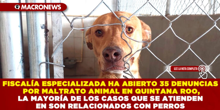 FISCALÍA ESPECIALIZADA HA ABIERTO 35 DENUNCIAS POR MALTRATO ANIMAL EN QUINTANA ROO, LA MAYORÍA DE LOS CASOS QUE SE ATIENDEN EN SON RELACIONADOS CON PERROS
