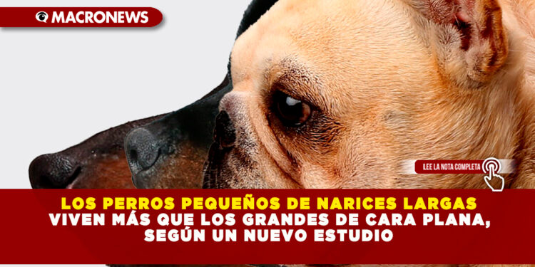 LOS PERROS PEQUEÑOS DE NARICES LARGAS VIVEN MÁS QUE LOS GRANDES DE CARA PLANA, SEGÚN UN NUEVO ESTUDIO