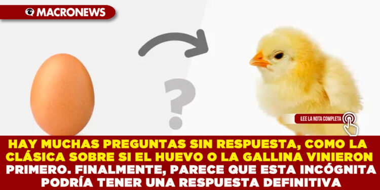 HAY MUCHAS PREGUNTAS SIN RESPUESTA, COMO LA CLÁSICA SOBRE SI EL HUEVO O LA GALLINA VINIERON PRIMERO. FINALMENTE, PARECE QUE ESTA INCÓGNITA PODRÍA TENER UNA RESPUESTA DEFINITIVA