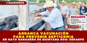 ARRANCA VACUNACIÓN PARA PREVENIR SEPTICEMIA EN HATO GANADERO DE QUINTANA ROO: SEDARPE