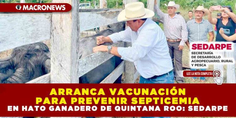 ARRANCA VACUNACIÓN PARA PREVENIR SEPTICEMIA EN HATO GANADERO DE QUINTANA ROO: SEDARPE