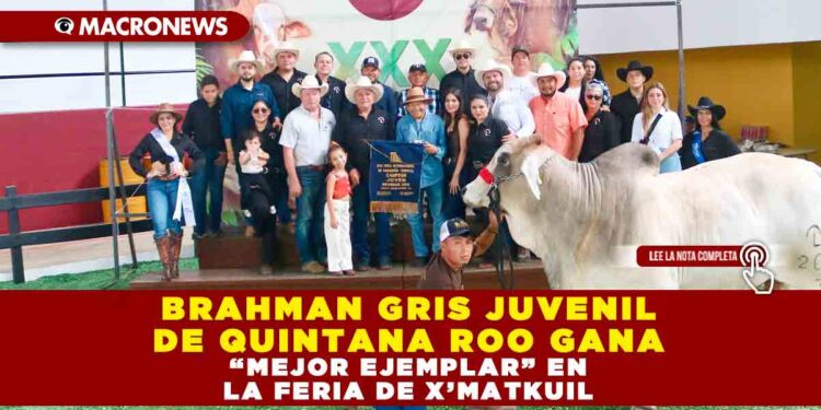 BRAHMAN GRIS JUVENIL DE QUINTANA ROO GANA “MEJOR EJEMPLAR” EN LA FERIA DE X’MATKUIL