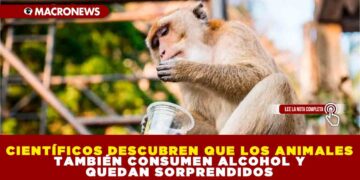 CIENTÍFICOS DESCUBREN QUE LOS ANIMALES TAMBIÉN CONSUMEN ALCOHOL Y QUEDAN SORPRENDIDOS
