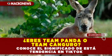¿ERES TEAM PANDA O TEAM CANGURO? CONOCE EL SIGNIFICADO DE ESTÁ TENDENCIA EN TIKTOK