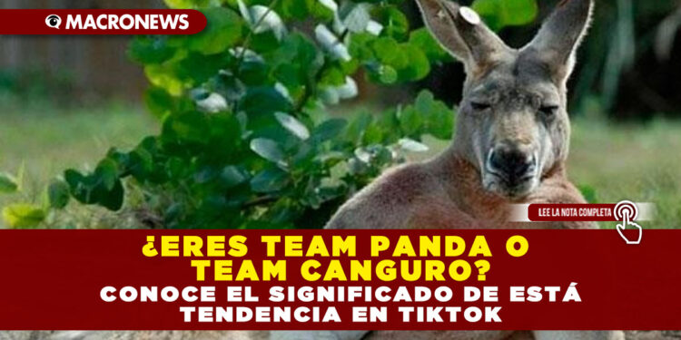 ¿ERES TEAM PANDA O TEAM CANGURO? CONOCE EL SIGNIFICADO DE ESTÁ TENDENCIA EN TIKTOK