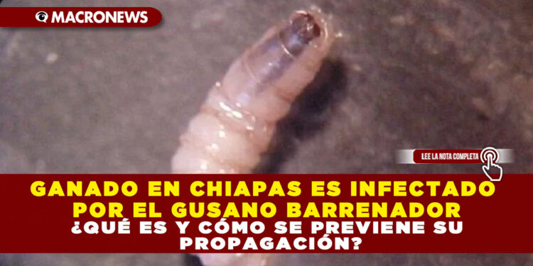 GANADO EN CHIAPAS ES INFECTADO POR EL GUSANO BARRENADOR ¿QUÉ ES Y CÓMO SE PREVIENE SU PROPAGACIÓN?