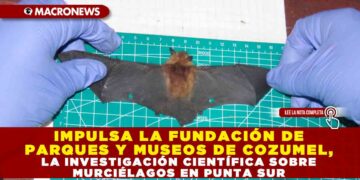 IMPULSA LA FUNDACIÓN DE PARQUES Y MUSEOS DE COZUMEL, LA INVESTIGACIÓN CIENTÍFICA SOBRE MURCIÉLAGOS EN PUNTA SUR