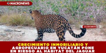 CRECIMIENTO INMOBILIARIO Y AGROPECUARIO EN YUCATÁN PONE EN RIESGO AL HÁBITAT DEL JAGUAR
