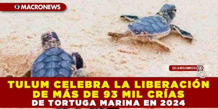 TULUM CELEBRA LA LIBERACIÓN DE MÁS DE 93 MIL CRÍAS DE TORTUGA MARINA EN 2024