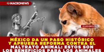 MÉXICO DA UN PASO HISTÓRICO Y APRUEBA REFORMA CONTRA EL MALTRATO ANIMAL: ESTOS SON LOS BENEFICIOS PARA LOS ANIMALES