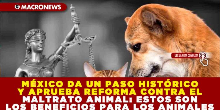 MÉXICO DA UN PASO HISTÓRICO Y APRUEBA REFORMA CONTRA EL MALTRATO ANIMAL: ESTOS SON LOS BENEFICIOS PARA LOS ANIMALES