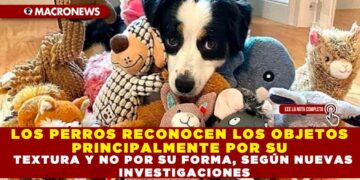 LOS PERROS RECONOCEN LOS OBJETOS PRINCIPALMENTE POR SU TEXTURA Y NO POR SU FORMA, SEGÚN NUEVAS INVESTIGACIONES