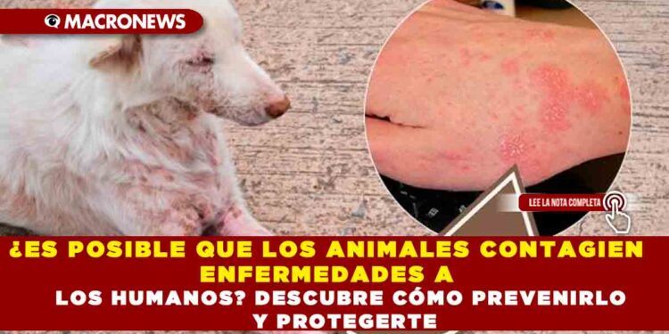¿ES POSIBLE QUE LOS ANIMALES CONTAGIEN ENFERMEDADES A LOS HUMANOS? DESCUBRE CÓMO PREVENIRLO Y PROTEGERTE