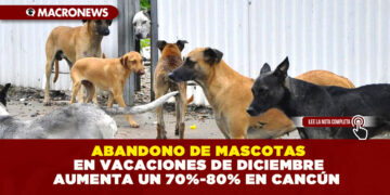 ABANDONO DE MASCOTAS EN VACACIONES DE DICIEMBRE AUMENTA UN 70%-80% EN CANCÚN