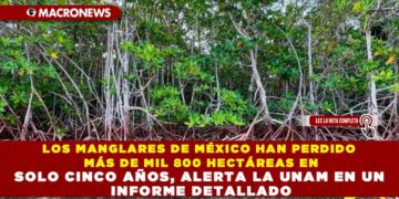 LOS MANGLARES DE MÉXICO HAN PERDIDO MÁS DE MIL 800 HECTÁREAS EN SOLO CINCO AÑOS, ALERTA LA UNAM EN UN INFORME DETALLADO