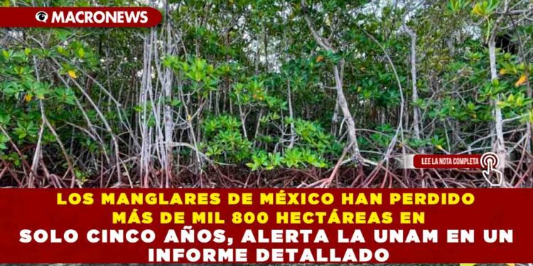 LOS MANGLARES DE MÉXICO HAN PERDIDO MÁS DE MIL 800 HECTÁREAS EN SOLO CINCO AÑOS, ALERTA LA UNAM EN UN INFORME DETALLADO