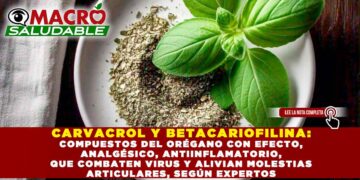 CARVACROL Y BETACARIOFILINA: COMPUESTOS DEL ORÉGANO CON EFECTO, ANALGÉSICO, ANTIINFLAMATORIO, QUE COMBATEN VIRUS Y ALIVIAN MOLESTIAS ARTICULARES, SEGÚN EXPERTOS