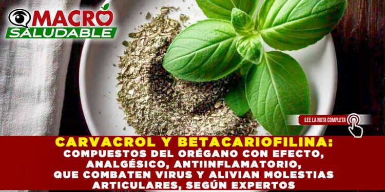CARVACROL Y BETACARIOFILINA: COMPUESTOS DEL ORÉGANO CON EFECTO, ANALGÉSICO, ANTIINFLAMATORIO, QUE COMBATEN VIRUS Y ALIVIAN MOLESTIAS ARTICULARES, SEGÚN EXPERTOS