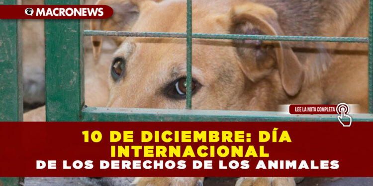 10 DE DICIEMBRE: DÍA INTERNACIONAL DE LOS DERECHOS DE LOS ANIMALES