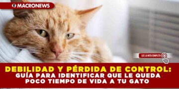 DEBILIDAD Y PÉRDIDA DE CONTROL: GUÍA PARA IDENTIFICAR QUE LE QUEDA POCO TIEMPO DE VIDA A TU GATO