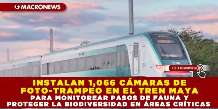 INSTALAN 1,066 CÁMARAS DE FOTO-TRAMPEO EN EL TREN MAYA PARA MONITOREAR PASOS DE FAUNA Y PROTEGER LA BIODIVERSIDAD EN ÁREAS CRÍTICAS