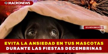 EVITA LA ANSIEDAD EN TUS MASCOTAS DURANTE LAS FIESTAS DECEMBRINAS