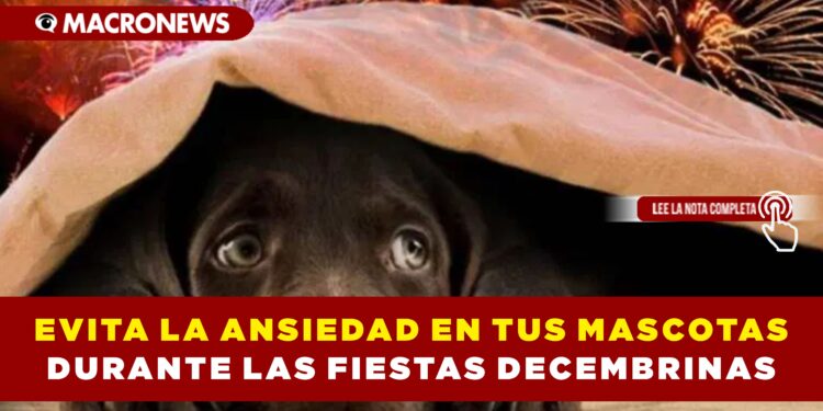 EVITA LA ANSIEDAD EN TUS MASCOTAS DURANTE LAS FIESTAS DECEMBRINAS