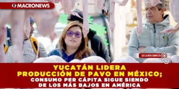 YUCATÁN LIDERA PRODUCCIÓN DE PAVO EN MÉXICO; CONSUMO PER CÁPITA SIGUE SIENDO DE LOS MÁS BAJOS EN AMÉRICA