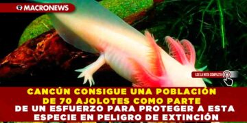 CANCÚN CONSIGUE UNA POBLACIÓN DE 70 AJOLOTES COMO PARTE DE UN ESFUERZO PARA PROTEGER A ESTA ESPECIE EN PELIGRO DE EXTINCIÓN