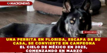 UNA PERRITA EN FLORIDA, ESCAPA DE SU CASA, SE CONVIERTE EN CAMPEONA DEL ESCONDITE Y SORPRENDE AL REGRESAR TOCANDO EL TIMBRE