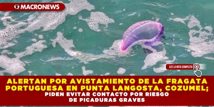 ALERTAN POR AVISTAMIENTO DE LA FRAGATA PORTUGUESA EN PUNTA LANGOSTA, COZUMEL; PIDEN EVITAR CONTACTO POR RIESGO DE PICADURAS GRAVES
