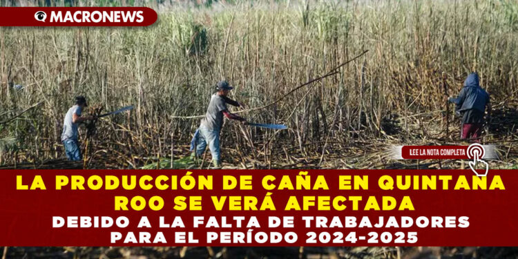 LA PRODUCCIÓN DE CAÑA EN QUINTANA ROO SE VERÁ AFECTADA DEBIDO A LA FALTA DE TRABAJADORES PARA EL PERÍODO 2024-2025