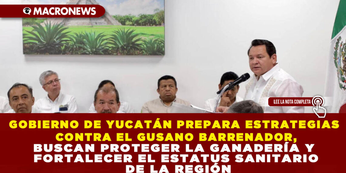 GOBIERNO DE YUCATÁN PREPARA ESTRATEGIAS CONTRA EL GUSANO BARRENADOR, BUSCAN PROTEGER LA GANADERÍA Y FORTALECER EL ESTATUS SANITARIO DE LA REGIÓN