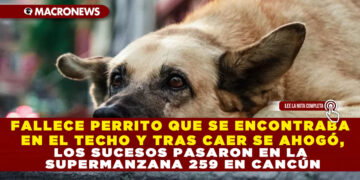 FALLECE PERRITO QUE SE ENCONTRABA EN EL TECHO Y TRAS CAER SE AHOGÓ, LOS SUCESOS PASARON EN LA SUPERMANZANA 259