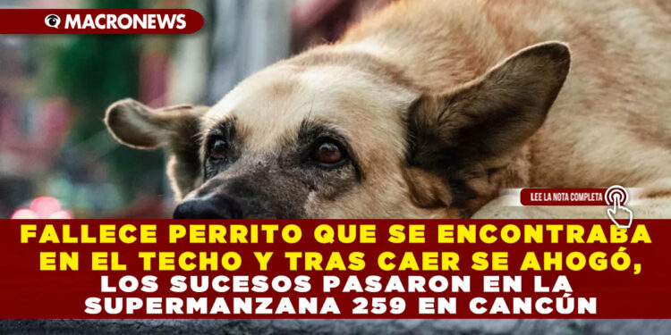 FALLECE PERRITO QUE SE ENCONTRABA EN EL TECHO Y TRAS CAER SE AHOGÓ, LOS SUCESOS PASARON EN LA SUPERMANZANA 259