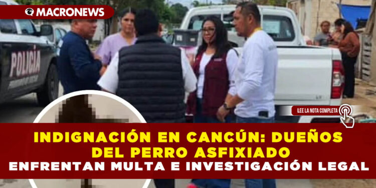 INDIGNACIÓN EN CANCÚN: DUEÑOS DEL PERRO ASFIXIADO ENFRENTAN MULTA E INVESTIGACIÓN LEGAL