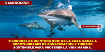TIBURONES DE QUINTANA ROO: DE LA CAZA ILEGAL A OPORTUNIDADES DE CONSERVACIÓN Y TURISMO SOSTENIBLE PARA PROTEGER LA VIDA MARINA.