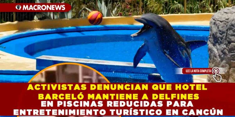 ACTIVISTAS DENUNCIAN QUE HOTEL BARCELÓ MANTIENE A DELFINES EN PISCINAS REDUCIDAS PARA ENTRETENIMIENTO TURÍSTICO EN CANCÚN