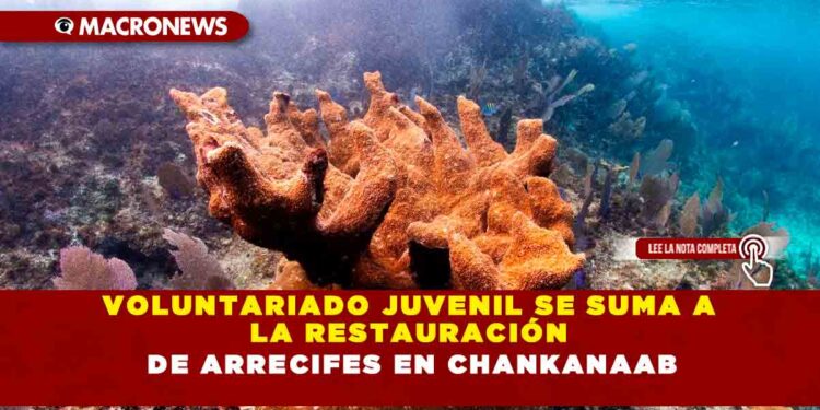 VOLUNTARIADO JUVENIL SE SUMA A LA RESTAURACIÓN DE ARRECIFES EN CHANKANAAB