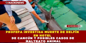PROFEPA INVESTIGA MUERTE DE DELFÍN EN HOTEL DE CANCÚN Y POSIBLES CASOS DE MALTRATO ANIMAL