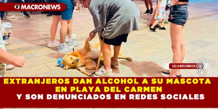 EXTRANJEROS DAN ALCOHOL A SU MASCOTA EN PLAYA DEL CARMEN Y SON DENUNCIADOS EN REDES SOCIALES