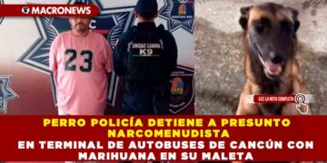 PERRO POLICÍA DETIENE A PRESUNTO NARCOMENUDISTA EN TERMINAL DE AUTOBUSES DE CANCÚN CON MARIHUANA EN SU MALETA