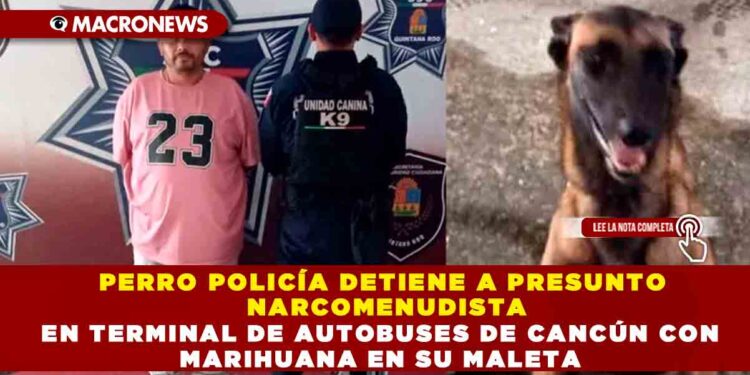 PERRO POLICÍA DETIENE A PRESUNTO NARCOMENUDISTA EN TERMINAL DE AUTOBUSES DE CANCÚN CON MARIHUANA EN SU MALETA