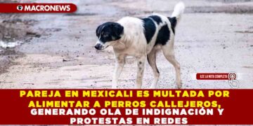 PAREJA EN MEXICALI ES MULTADA POR ALIMENTAR A PERROS CALLEJEROS, GENERANDO OLA DE INDIGNACIÓN Y PROTESTAS EN REDES