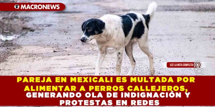 PAREJA EN MEXICALI ES MULTADA POR ALIMENTAR A PERROS CALLEJEROS, GENERANDO OLA DE INDIGNACIÓN Y PROTESTAS EN REDES