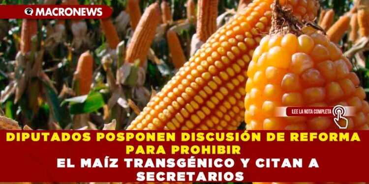 DIPUTADOS POSPONEN DISCUSIÓN DE REFORMA PARA PROHIBIR EL MAÍZ TRANSGÉNICO Y CITAN A SECRETARIOS