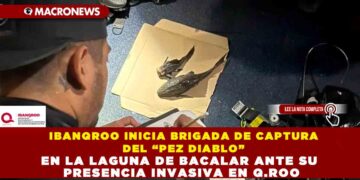 IBANQROO INICIA BRIGADA DE CAPTURA DEL “PEZ DIABLO” EN LA LAGUNA DE BACALAR ANTE SU PRESENCIA INVASIVA EN Q.ROO
